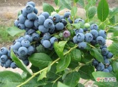 【价格】蓝莓的价格 蓝莓知识扩展