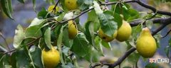 【树叶】梨树叶长刺黄点的治疗方法