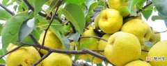 【梨树】梨树在春季打石硫合剂最好