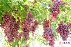 【种植】适合南方庭院种植的葡萄品种有哪些