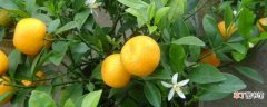【橘子】北方可以种橘子树