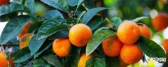 【月份】橘子几月份成熟：橘子每年9月开始成熟 成熟橘子挑选方法