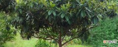 【树】枇杷树移栽最佳月份：枇杷树3～5月份移栽最佳 枇杷树移栽后的处理方法