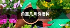 【播种】角堇几月份播种