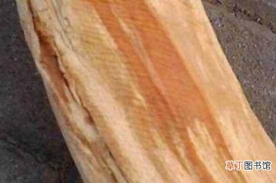 【枣树】酸枣木长到直径20厘米时才有红心 酸枣树的养护方法