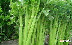 【种植】芹菜的种植方法和时间 如何种芹菜高产