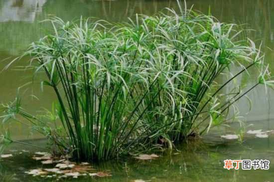 【植物】四种常见的水边植物