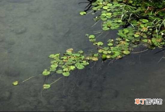 【水生植物】净化水质的水生植物 水景和水生植物的配置原则