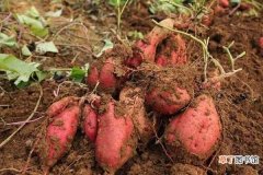 【高产】红薯用什么复合肥高产 施肥量是多少