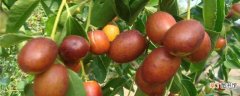【种植方法】枣树的种植方法与技术 枣树的养护方法