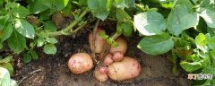 【月份】土豆几月份种合适：西北地区 江浙地带