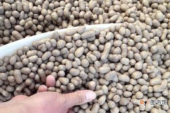 【种植方法】山药豆种植方法：品种筛选 土壤选择