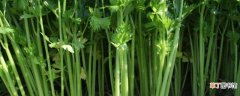 【豆角】绿色的菜都有什么名字：芹菜和豆角 波菜和青菜