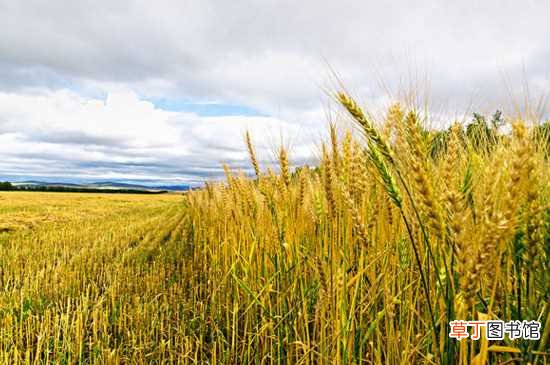 【小麦】种小麦一亩地成本大约要550元 种小麦一亩地的具体成本