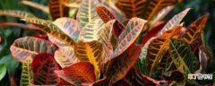 【叶子】变色木冬天叶子掉光了还能活 变色木冬天的养护方法