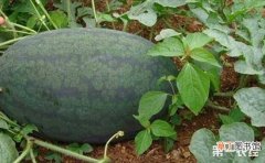 【栽培】黑美人西瓜的高效栽培技术有哪些？