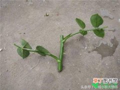 【植物】盆栽植物扦插大法有哪些？
