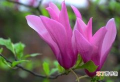 【玉兰】紫玉兰花适合在院子吗风水作用有哪些？