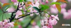 【品种】海棠花有几种品种：垂丝海棠 山楂海棠