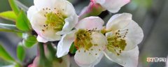 【养殖方法】木本海棠花的养殖方法和注意事项有：木本海棠花的养殖方法 注