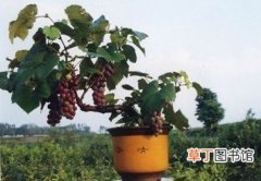 【树】小型果树盆景生产养护技巧有哪些？
