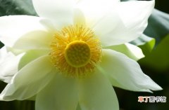 【花】荷花粉功效有哪些？