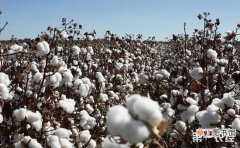 【种植】棉花怎么种植才好？棉花的种植条件和技术有哪些？