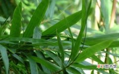 【施肥】凤尾竹怎么施肥，施肥方法有哪些？