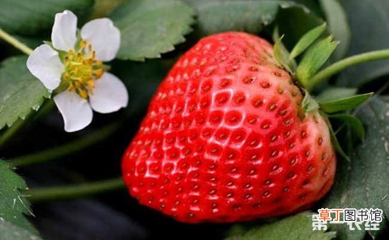 【种植】四季草莓的种植管理要点有哪些？