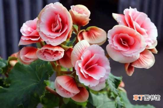 【花】丽格海棠会复花吗：丽格海棠是会复花的 丽格海棠复花的方法