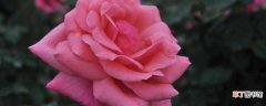 【玫瑰花】冬天种玫瑰花能活 冬天种植玫瑰的方法
