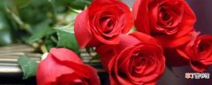 【寓意】一支红玫瑰的寓意：一支红玫瑰的寓意 玫瑰手捧花的寓意
