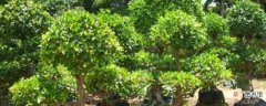 【盆景】小叶榕盆景室内养殖的方法