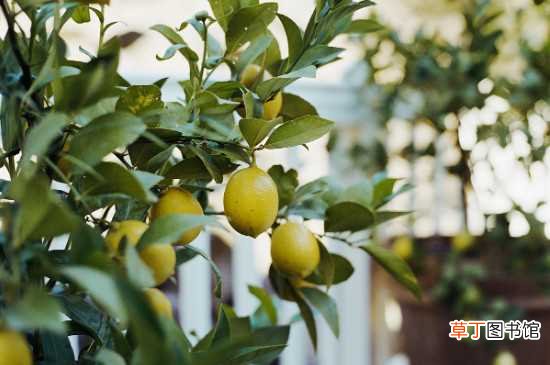 【树】柠檬树盆栽在家里禁忌：光线不足 刺伤