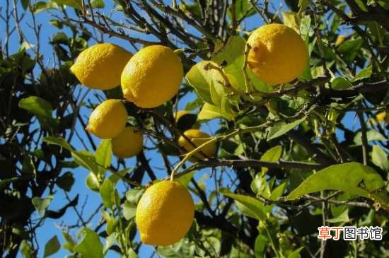 【树】柠檬树盆栽的养殖方法和注意事项：柠檬树盆栽的养殖方法 注意事项