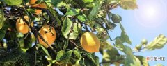 【树】柠檬树盆栽的养殖方法和注意事项：柠檬树盆栽的养殖方法 注意事项