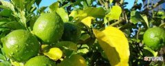【柠檬】香水柠檬树的养殖方法和注意事项：香水柠檬树的养殖方法 注意事项