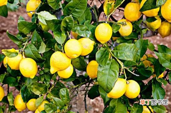 【柠檬】香水柠檬树的养殖方法和注意事项：香水柠檬树的养殖方法 注意事项