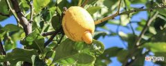 【养殖方法】柠檬的养殖方法和注意事项 盆栽：柠檬的养殖方法 注意事项