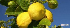 【树】柠檬树是吉树 柠檬树的介绍