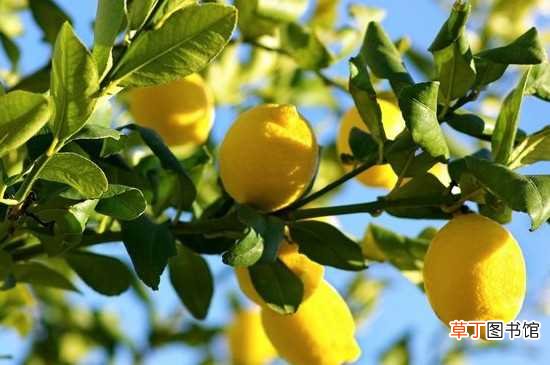 【树】柠檬树冬天不落叶 柠檬树的介绍