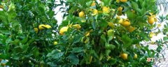 【树】柠檬树冬天不落叶 柠檬树的介绍