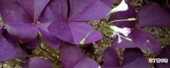 【盆栽】紫叶酢浆草盆栽没有毒 紫叶酢浆草盆栽的养护方法