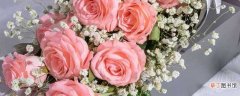 【满天星】十一朵粉玫瑰加满天星的意义 满天星的介绍