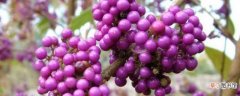 【方法】紫珠养殖的方法 注意事项