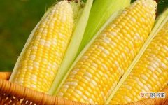 【播种】玉米靠什么传播种子 传播方式有哪些