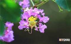 【养护】紫薇树的养护忌讳 养殖技巧有哪些