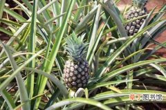 【种植】菠萝的种植技术和栽培管理要点