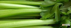 【蔬菜】二月份露地种的蔬菜：芹菜 香菜