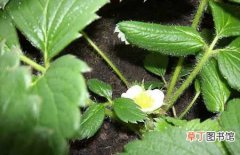 【种植】菠萝莓的种植技术和栽培管理要点